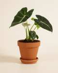 Plante d'intérieur Alocasia Frydek
