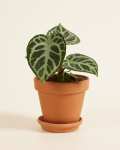 Plante d'intérieur Moyenne Anthurium Silver Blush